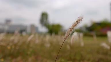 4K实拍自然野草野花视频的预览图
